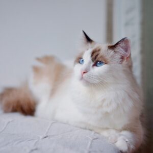 comprar gato Ragdoll Valencia
