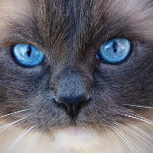 Ragdoll gatos Barcelona disponibles