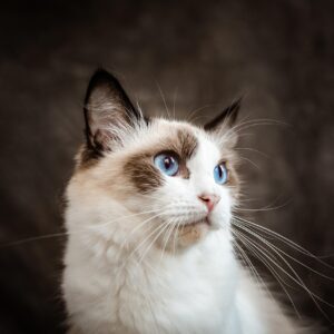 gatitos Ragdoll disponibles