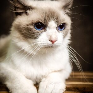 gatitos Ragdoll en venta Madrid