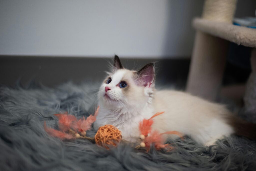 gatitosragdoll.site