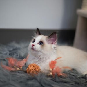 Ragdoll sociable Málaga familia
