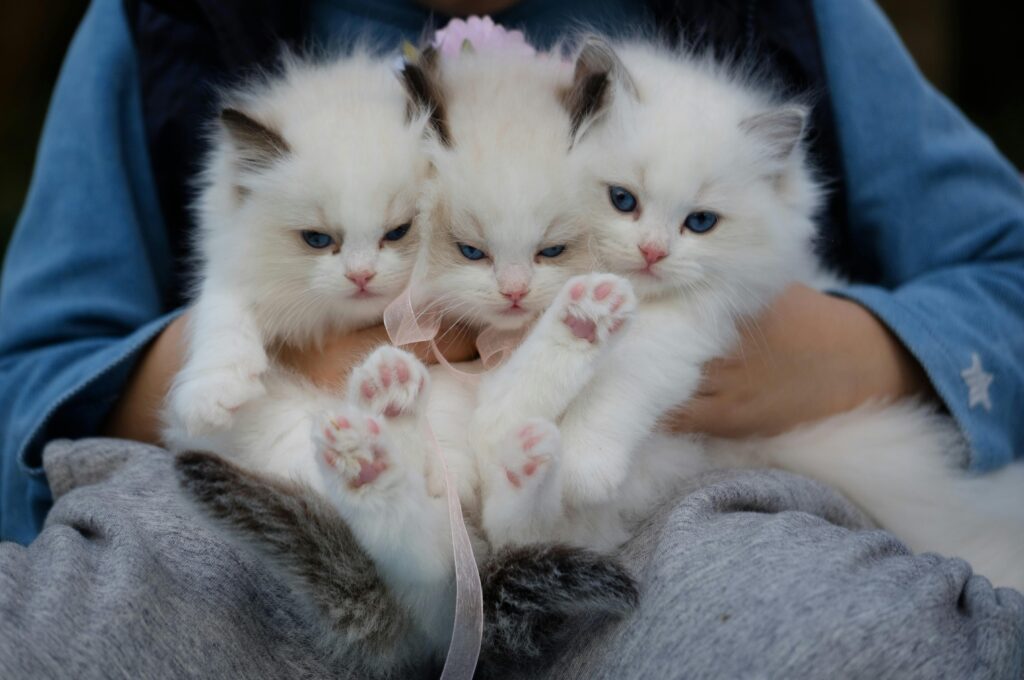 gatitosragdoll.site
