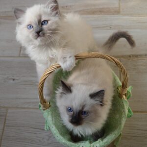criador Ragdoll Barcelona